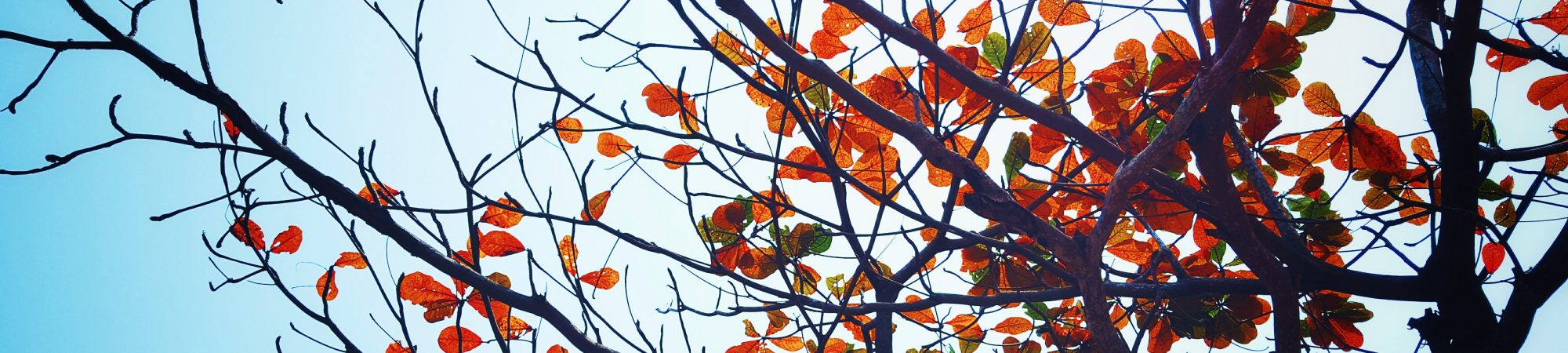 autumn-fall-leaves-89290