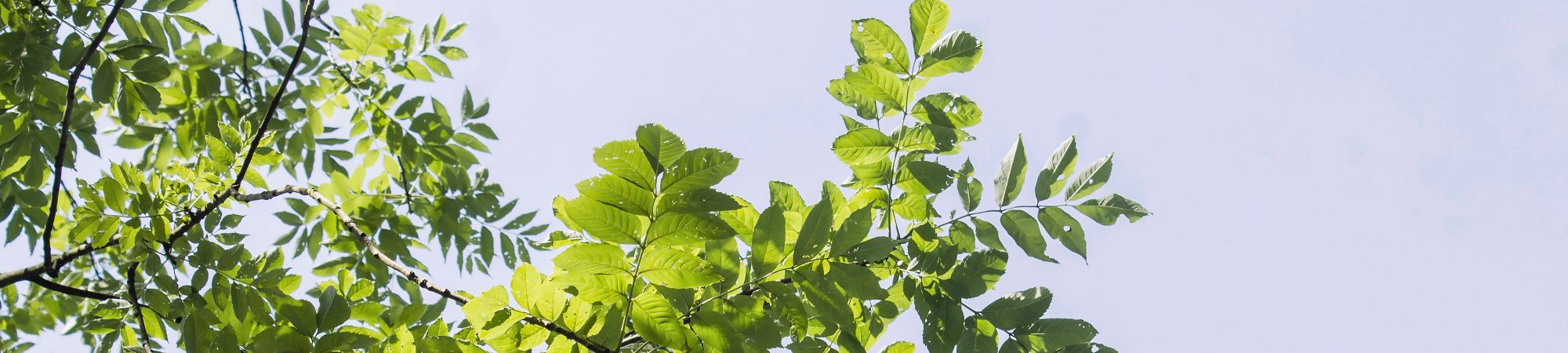 blue-leaves-plant-187344